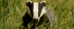 Preview wallpaper badger, grass, muzzle, animal