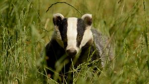 Preview wallpaper badger, grass, muzzle, animal