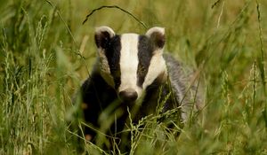 Preview wallpaper badger, grass, muzzle, animal