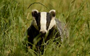 Preview wallpaper badger, grass, muzzle, animal