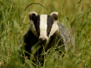 Preview wallpaper badger, grass, muzzle, animal