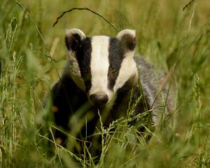 Preview wallpaper badger, grass, muzzle, animal