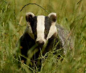 Preview wallpaper badger, grass, muzzle, animal