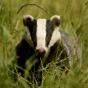 Preview wallpaper badger, grass, muzzle, animal