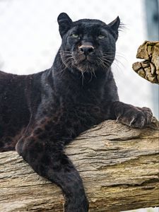 Preview wallpaper bagira, big cat, predator, glance