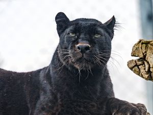 Preview wallpaper bagira, big cat, predator, glance