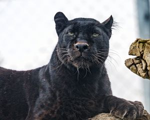 Preview wallpaper bagira, big cat, predator, glance