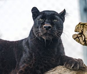 Preview wallpaper bagira, big cat, predator, glance