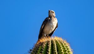 Preview wallpaper bahama mockingbird, bird, cactus, needles, sky