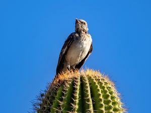 Preview wallpaper bahama mockingbird, bird, cactus, needles, sky