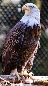 Preview wallpaper bald eagle, bird, beak