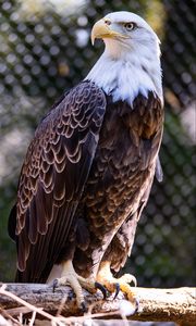 Preview wallpaper bald eagle, bird, beak