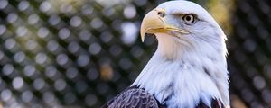 Preview wallpaper bald eagle, bird, beak