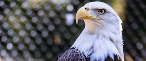 Preview wallpaper bald eagle, bird, beak