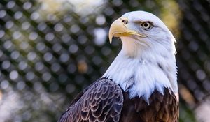 Preview wallpaper bald eagle, bird, beak