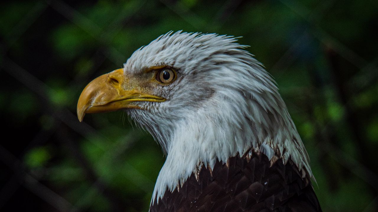 Wallpaper bald eagle, bird, beak, blur