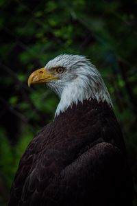 Preview wallpaper bald eagle, bird, beak, blur