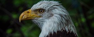 Preview wallpaper bald eagle, bird, beak, blur