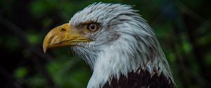 Preview wallpaper bald eagle, bird, beak, blur