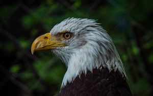 Preview wallpaper bald eagle, bird, beak, blur