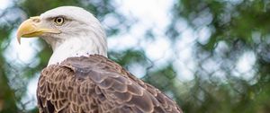 Preview wallpaper bald eagle, bird, beak, branches