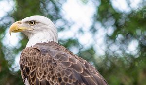 Preview wallpaper bald eagle, bird, beak, branches