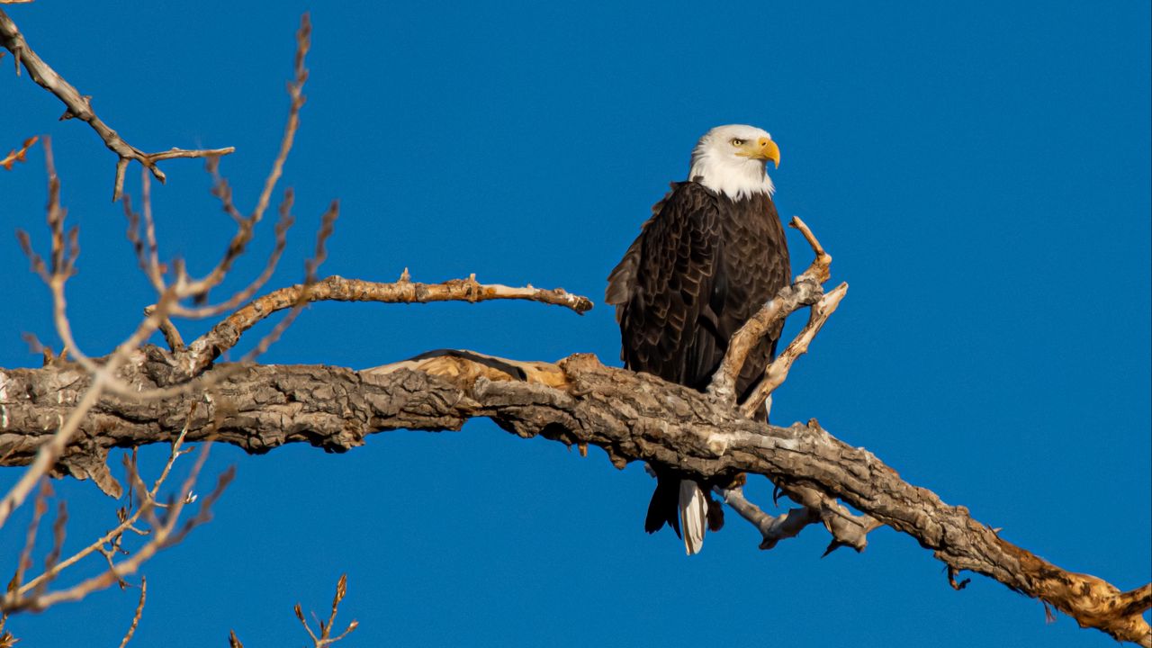 Wallpaper bald eagle, bird, branch, predator, wildlife