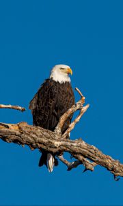 Preview wallpaper bald eagle, bird, branch, predator, wildlife