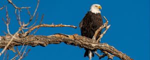 Preview wallpaper bald eagle, bird, branch, predator, wildlife