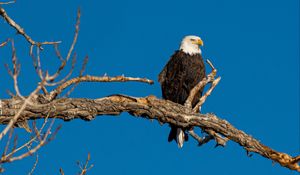 Preview wallpaper bald eagle, bird, branch, predator, wildlife