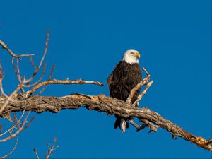 Preview wallpaper bald eagle, bird, branch, predator, wildlife