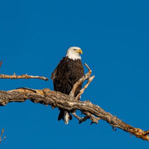 Preview wallpaper bald eagle, bird, branch, predator, wildlife