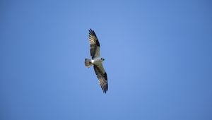 Preview wallpaper bald eagle, bird, predator, flight, wings