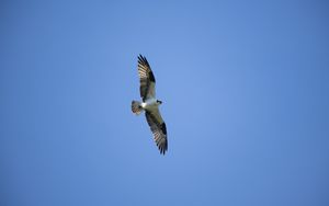 Preview wallpaper bald eagle, bird, predator, flight, wings