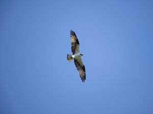 Preview wallpaper bald eagle, bird, predator, flight, wings