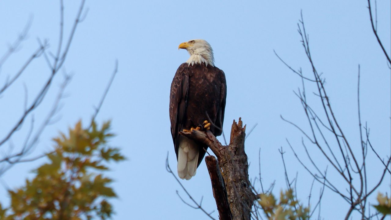 Wallpaper bald eagle, bird, predator, branch, wildlife