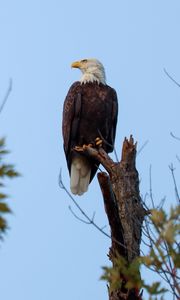 Preview wallpaper bald eagle, bird, predator, branch, wildlife