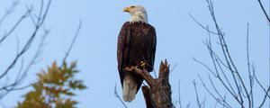 Preview wallpaper bald eagle, bird, predator, branch, wildlife
