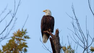 Preview wallpaper bald eagle, bird, predator, branch, wildlife