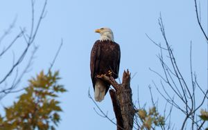 Preview wallpaper bald eagle, bird, predator, branch, wildlife