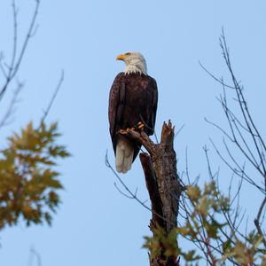 Preview wallpaper bald eagle, bird, predator, branch, wildlife