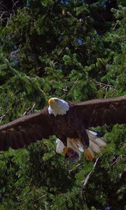 Preview wallpaper bald eagle, bird, predator, flying, trees