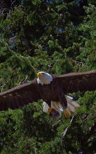 Preview wallpaper bald eagle, bird, predator, flying, trees