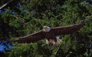 Preview wallpaper bald eagle, bird, predator, flying, trees