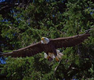 Preview wallpaper bald eagle, bird, predator, flying, trees