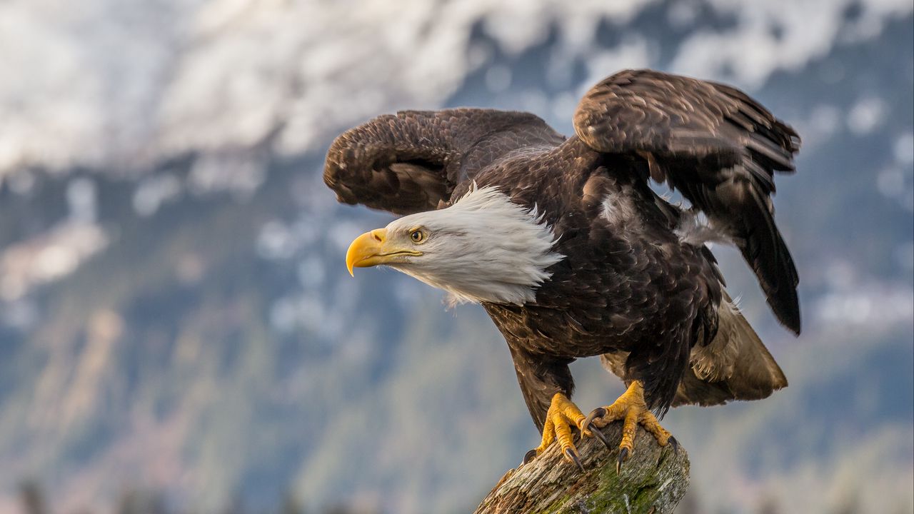 Wallpaper bald eagle, bird, tree, blur