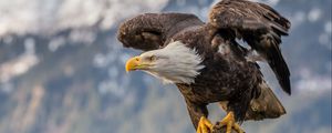 Preview wallpaper bald eagle, bird, tree, blur