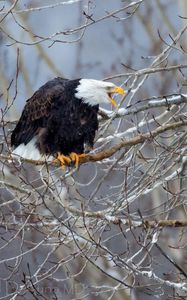 Preview wallpaper bald eagle, bird, tree, branches