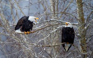 Preview wallpaper bald eagle, bird, tree, branches