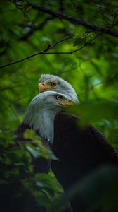 Preview wallpaper bald eagle, birds, leaves, blur